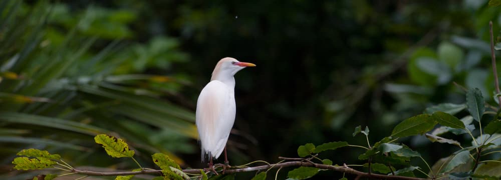 Foto: Zoo Zürich, Corinne Invernizzi Kuhreiher im Zoo Zürich.