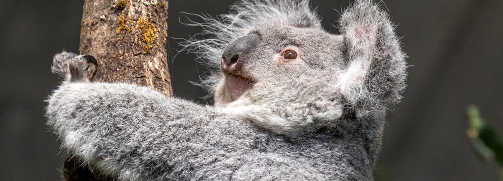 Koala-Weibchen Téa im Australienhaus. 