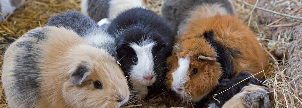 Foto: Zoo Zürich, Enzo Franchini Hausmeerschweinchen im Zoo Zürich.