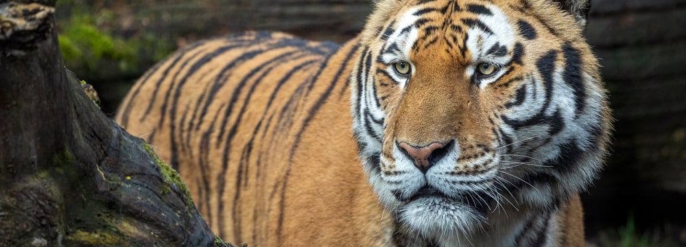 Armurtiger im Zoo Zürich.