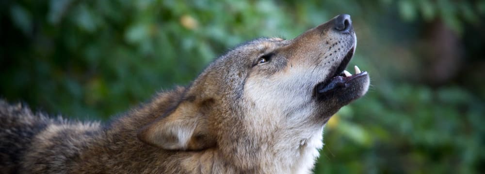 Foto: Zoo Zürich, Enzo Franchini Mongolischer Wolf im Zoo Zürich