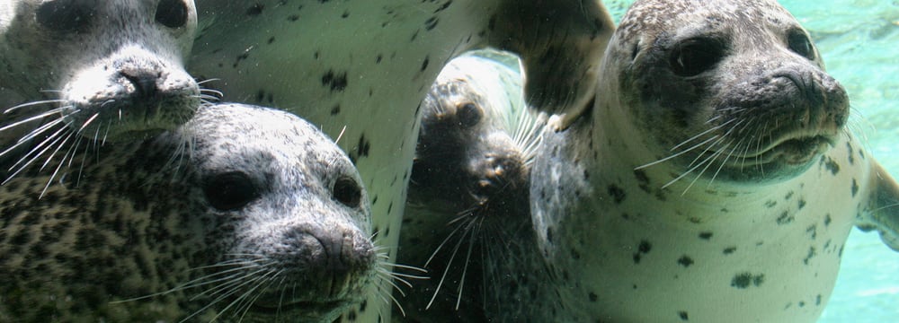 Seehunde im Zoo Zürich blicken durch die Scheibe des Unterwassereinblicks.