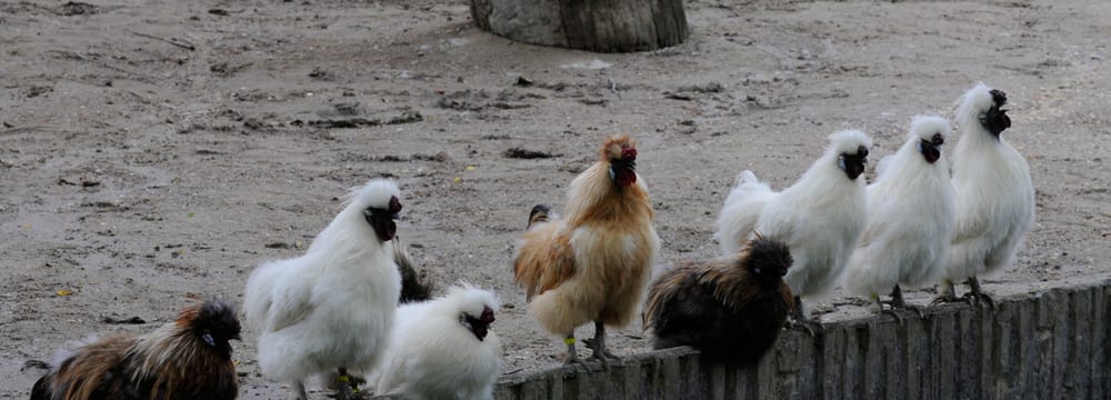 Seidenhühner im Zoo Zürich.