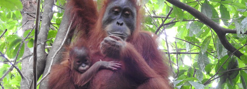 Foto: SOCP/YEL Sumatra-Orang-Utan Wenda im Regenwaldschutzgebiet Jantho auf Sumatra