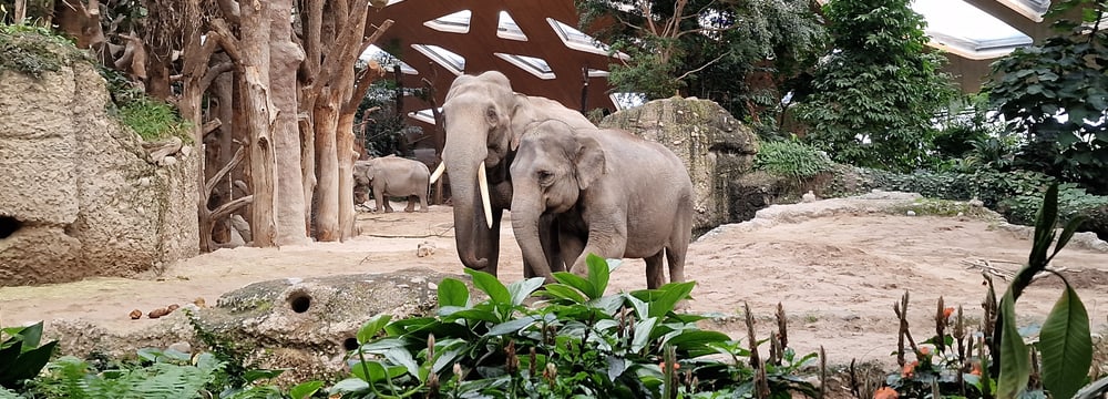 Asiatische Elefanten Thai (l.) und Panang im Kaeng Krachan Elefantenpark des Zoo Zürich.