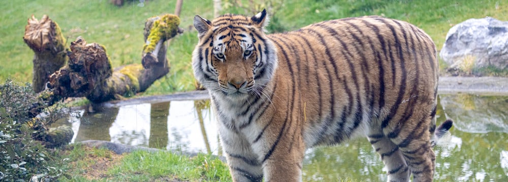 Foto: Zoo Zürich, Enzo Franchini Amurtiger Akim im neuen Grosskatzen-Lebensraum Panthera im Zoo Zürich.
