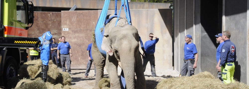 Elefantenkuh Druk braucht Hilfe beim Aufstehen