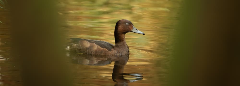 Moorente im Masoala Regenwald