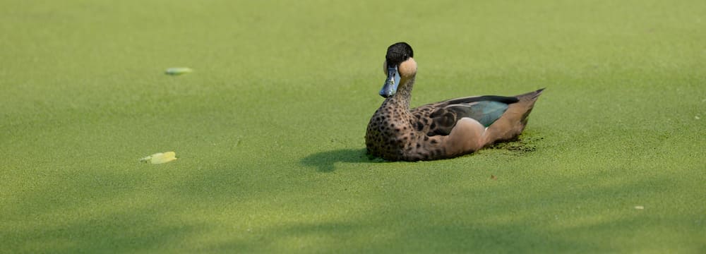 Foto: Zoo Zürich, Corinne Invernizzi Hottentottenente im Masoala Regenwald des Zoo Zürich.