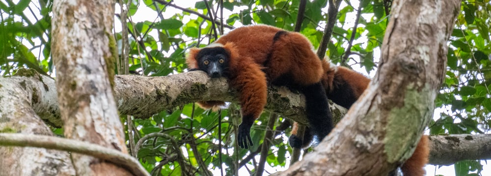 Roter Vari im Makira Naturpark auf Madagaskar.