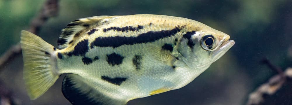 Leopard-Schützenfisch