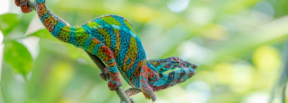 Vorausschauend Und Nachsichtig Zugleich Zoo Zurich
