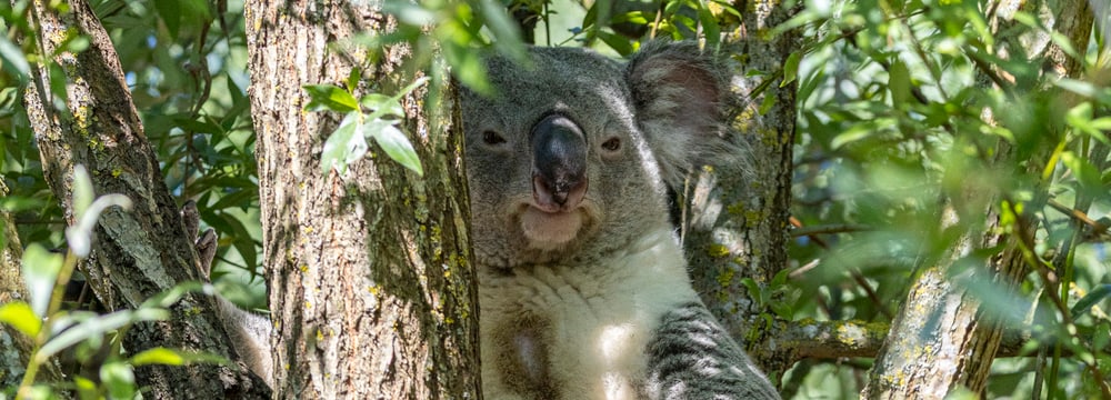 Koala Tarni im Aussenbereich