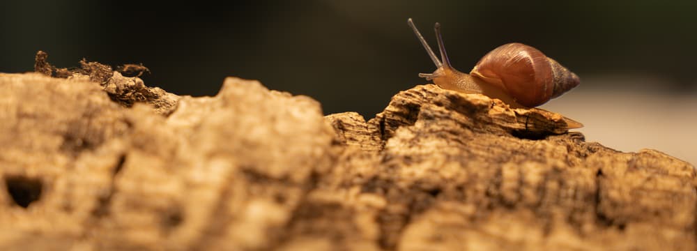Seychellen-Landschnecke im Zoo Zürich