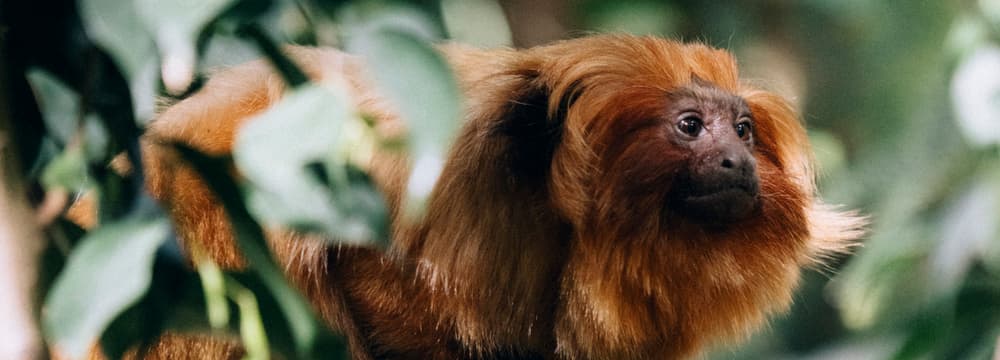 Foto: Zoo Zürich, Nick Soland Golden lion tamarin at Zoo Zurich