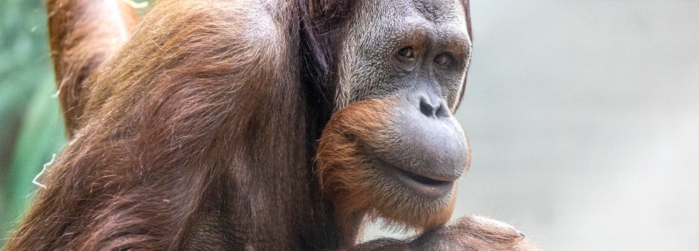 Sumatra-Orang-Utan Hadiah im Zoo Zürich.