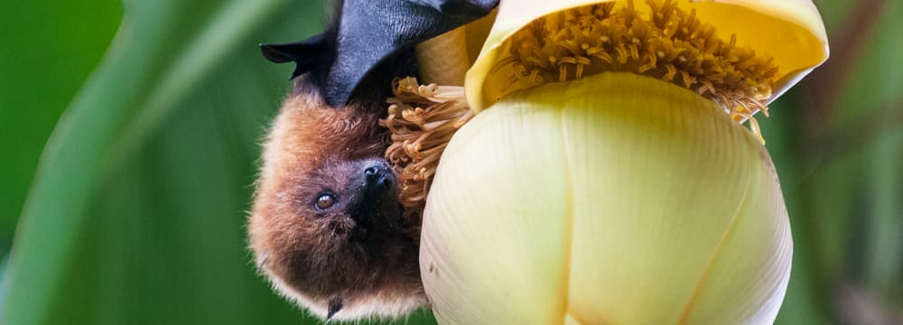 Foto: Zoo Zürich, Corinne Invernizzi Rodrigues-Flughund im Masoala Regenwald im Zoo Zürich