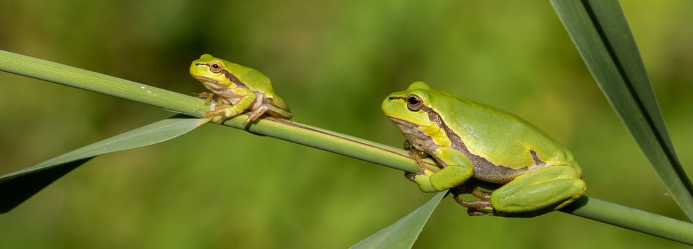 Foto: iStock/ Andyworks Zwei Laubfrösche sitzen auf Schilf.