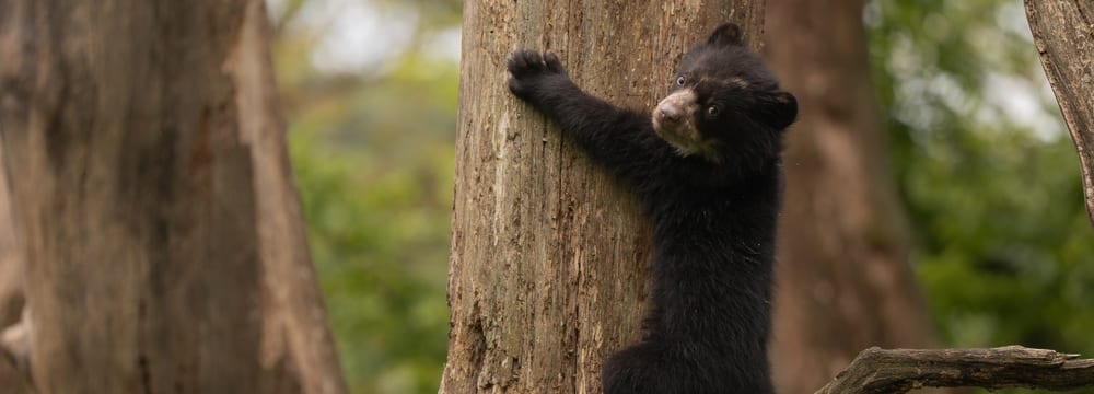 Junger Brillenbär im Sangay Bergnebelwald des Zoo Zürich.