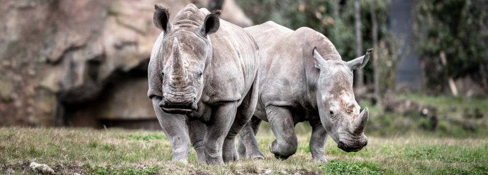 Rhinocéros blanc du Sud