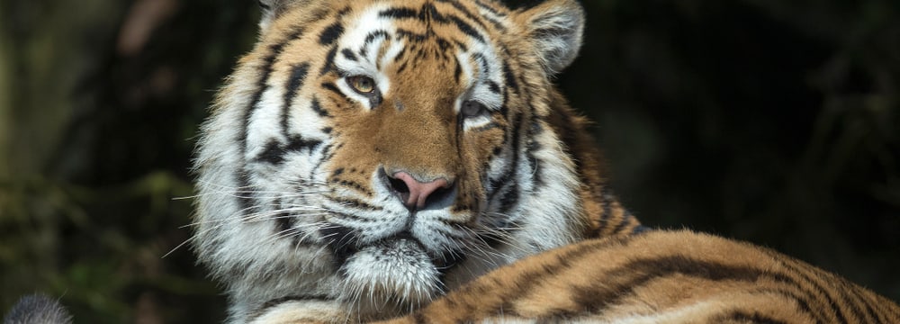 Amurtiger Fedor im Zoo Zürich.