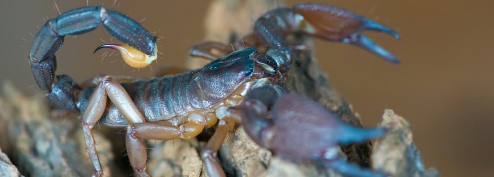 Asiatischer Riesenskorpion im Zoo Zürich.