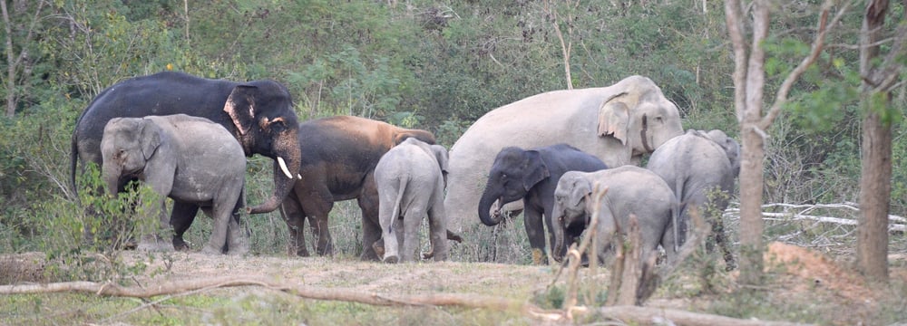 Asiatische Elefanten im Kaeng Krachan Nationalpark in Thailand