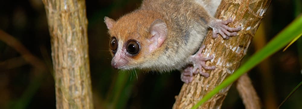 Foto: Zoo Zürich, Martin Bauert Goodman-Mausmaki im Masoala Regenwald des Zoo Zürich