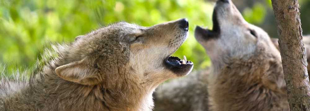 Mongolische Wölfe im Zoo Zürich