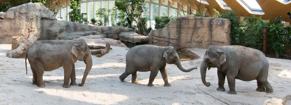 Kaeng Krachan Elefantenpark im Zoo Zürich