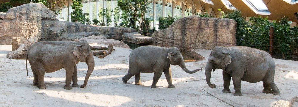 Kaeng Krachan Elefantenpark Zoo Zurich