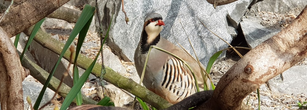Foto: Zoo Zürich, Dirk Loddenkemper Chukar-Steinhuhn im Zoo Zürich.