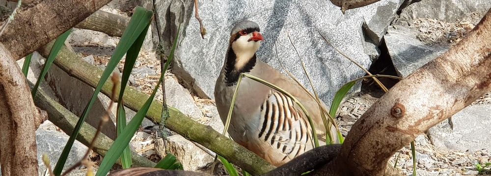 Chukar-Steinhuhn im Zoo Zürich.