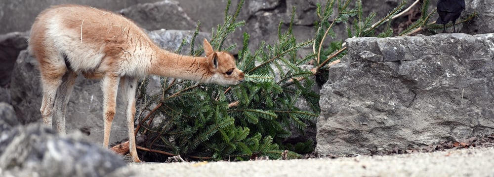 Foto: Zoo Zürich, Dominik Ryser Christbaumverfüttern 2021/2022, Vikunja.