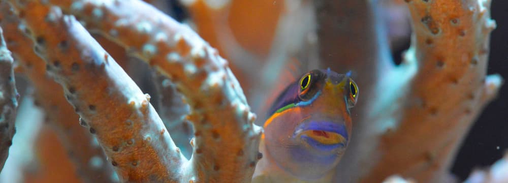 Photo: Zoo Zurich, Samuel Furrer Leather coral at Zoo Zurich.