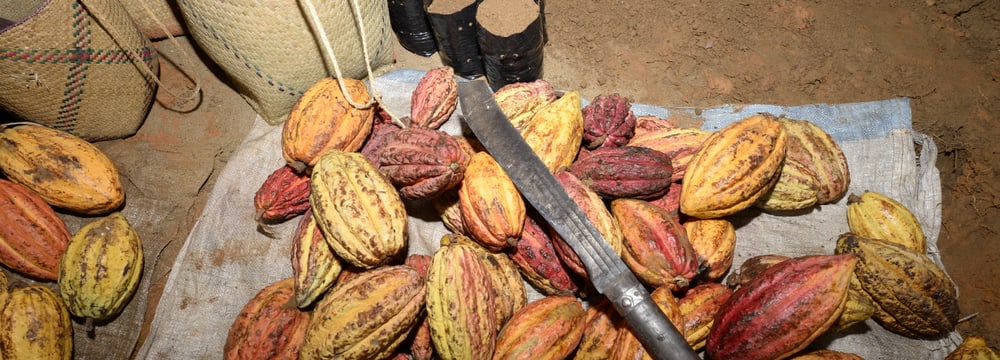 Kakaoanbau in Madagaskar.