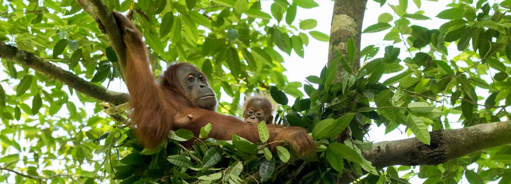 Foto: Stiftung PanEco, Maxime Aliaga Orang-Utan mit Jungtier