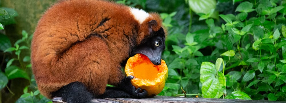 Foto: Zoo Zürich, Rita Schlegel Roter Vari im Masoala Regenwald im Zoo Zürich.