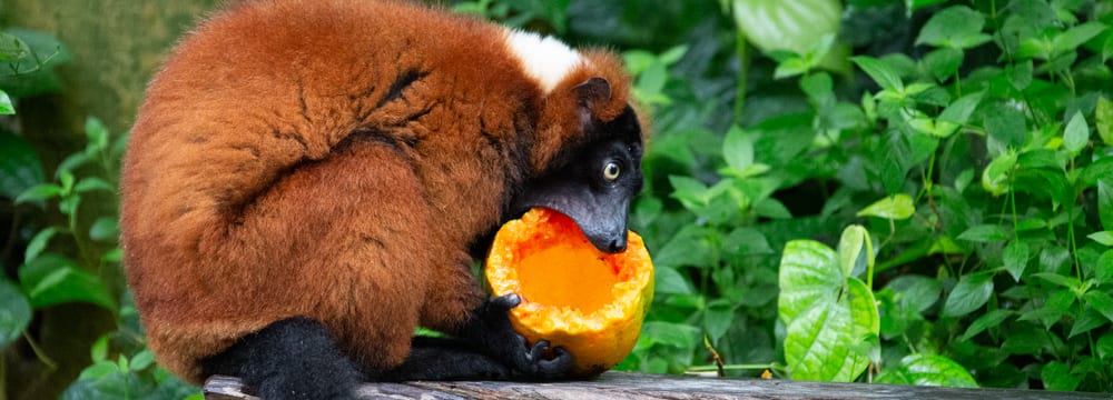 Roter Vari im Masoala Regenwald im Zoo Zürich.