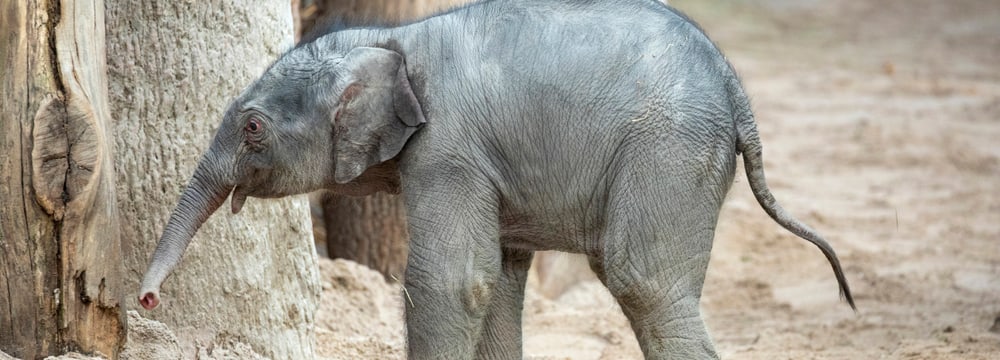 Umesh Elefant Kaeng Krachan Zoo Zürich