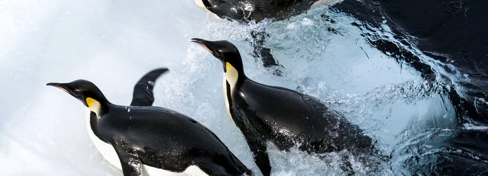 Filmbild «Die Reise der Pinguine 2»