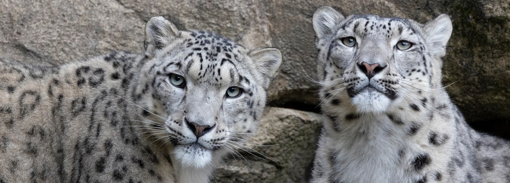 Foto: Zoo Zürich, Enzo Franchini Schneeleoparden Shahrukh und Saida im Zoo Zürich.