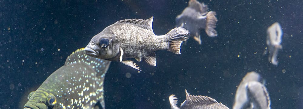Marakeli- und Mangarahara-Buntbarsch im Zoo Zürich.