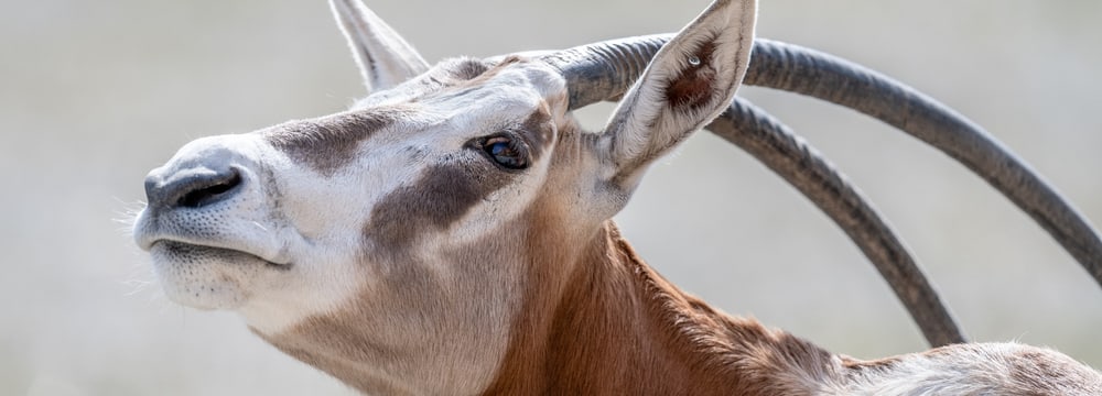 Foto: Zoo Zürich, Marco Schaffner Säbelantilope im Zoo Zürich.