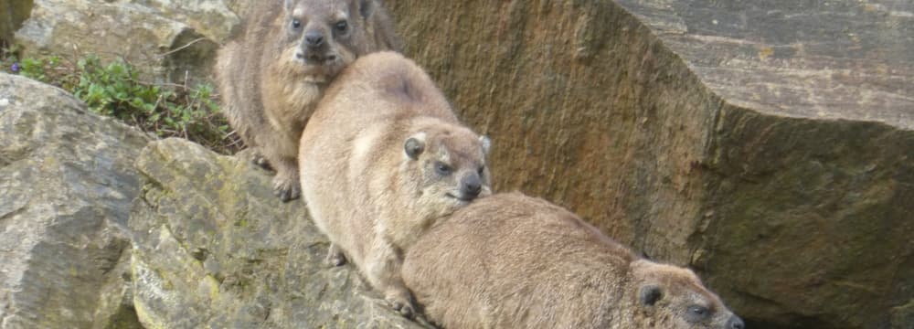 Photo: Maximilian Rometsch Rock hyraxes in the Semien Mountains of Zoo Zurich.