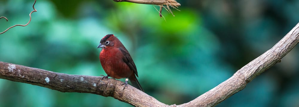 Foto: Zoo Zürich, Enzo Franchini Roter Kronfink im Zoo Zürich.