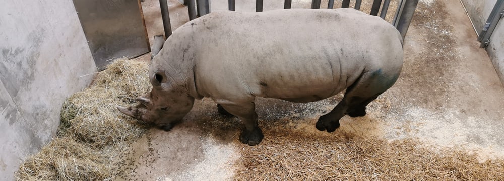 Foto: Zoo Zürich, Sandro Schönbächler Der Breitmaulnashornbulle Kimba in der Quarantänebox.
