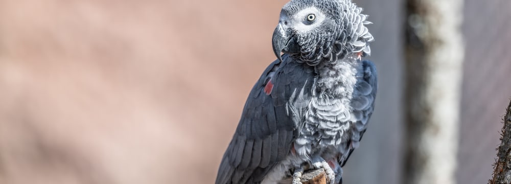 Bild: Zoo Zürich, Marco Schaffner Graupapagei