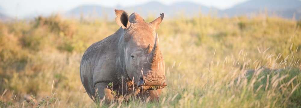 Foto: Zoo Zürich, Martin Bucher Breitmaulnashorn in Kenia.