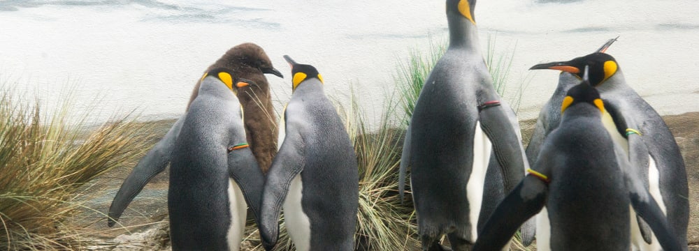 Königspinguine im Zoo Zürich.